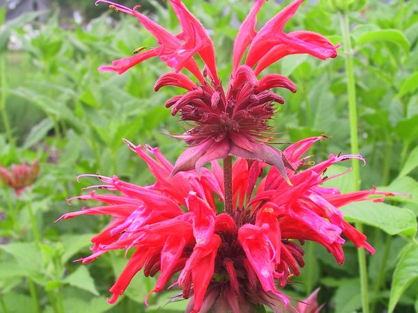 Monarda fistulosa gardenview scarlet