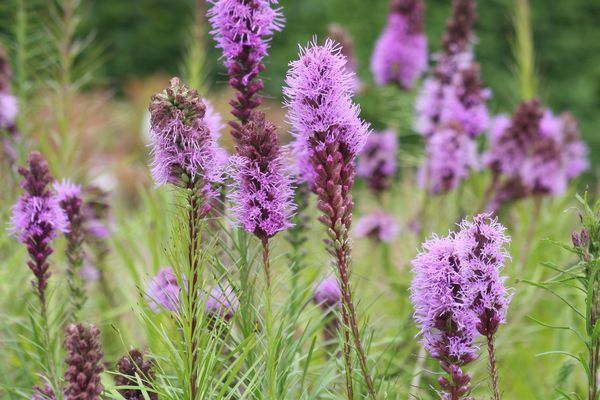 Liatris spicata