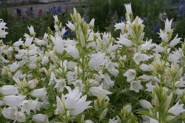 Campanula latifolia var. macrantha Alba
