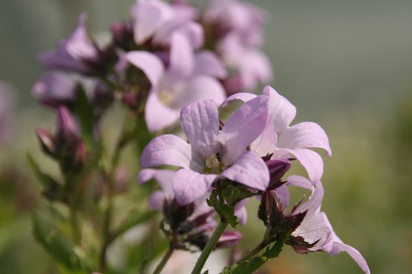 Campanula lactriflora Loddon Anne