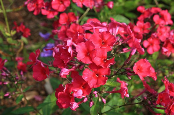 Phlox paniculata KirchenfÃ¼rst