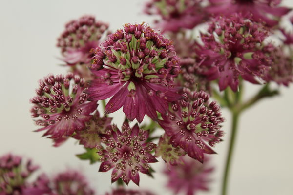Astrantia Lubera