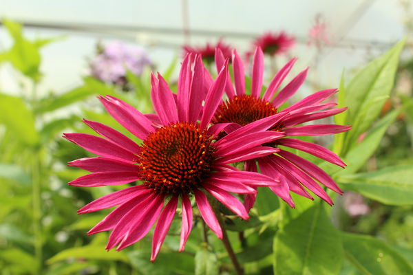 Echinacea purpurea Pica Bella Lubera