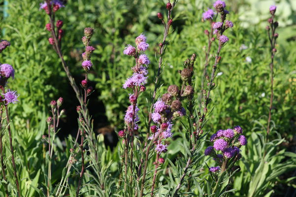 Liatris ligulistylis Lubera