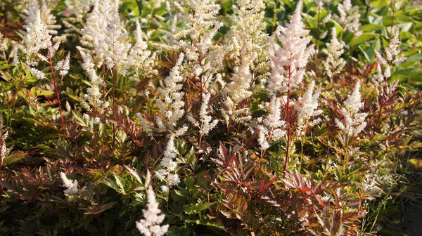 Astilbe x japonica Bronzelaub Lubera