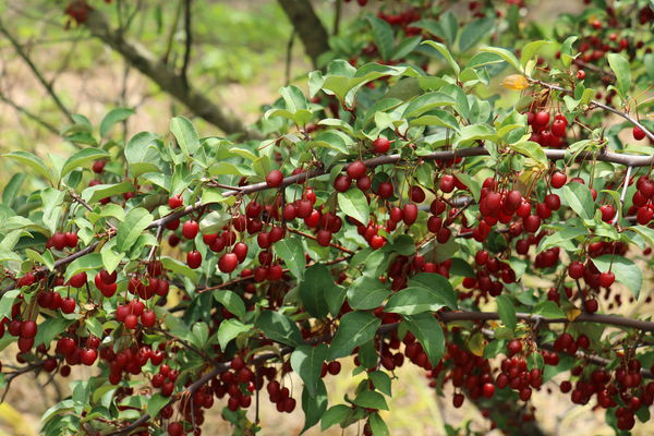 Pointilla Cherrific Lubera Pünktchenbeere