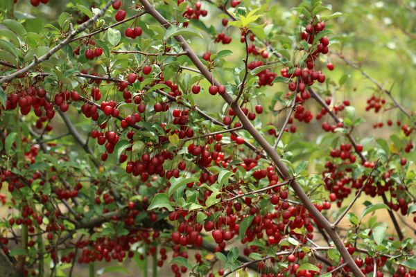 Pointilla Cherrific Lubera Pünktchenbeere
