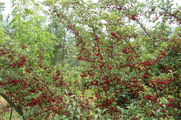 Pointilla Cherrific Lubera Pünktchenbeere
