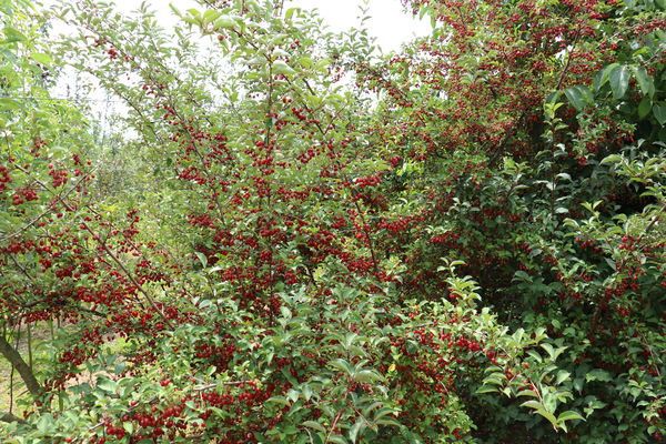 Pointilla Cherrific Lubera Pünktchenbeere
