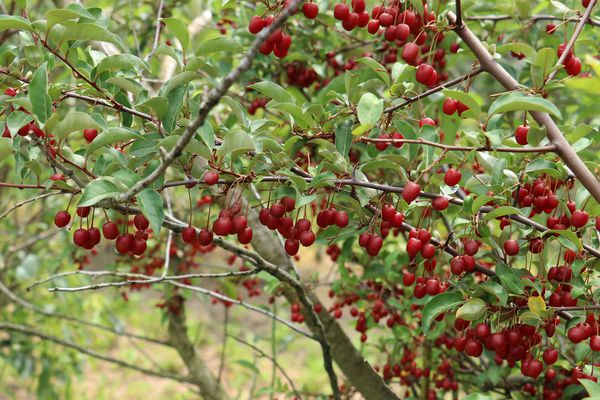 Pointilla Cherrific Lubera Pünktchenbeere