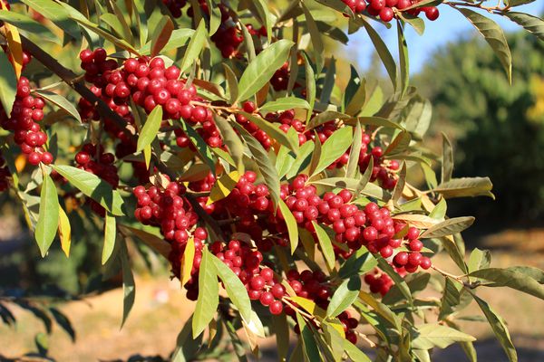 essbare Ãlweide Pointilla Amoroso Lubera