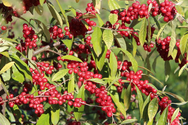 essbare Ãlweide Pointilla Sweet n sour Lubera
