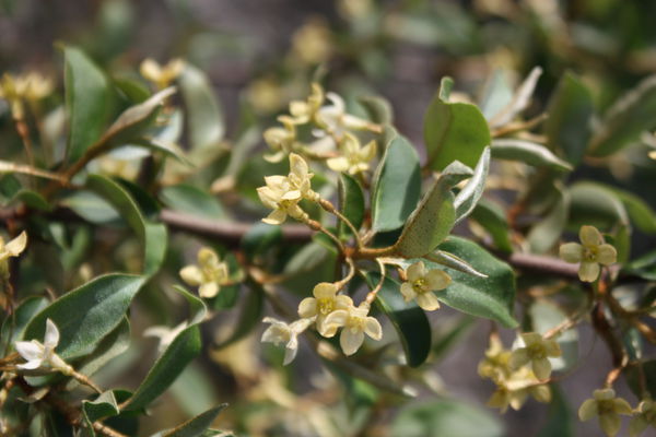 Pointilla Cherrific Blüte Lubera