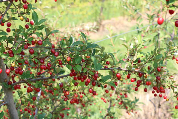 Pointilla Cherrific Lubera