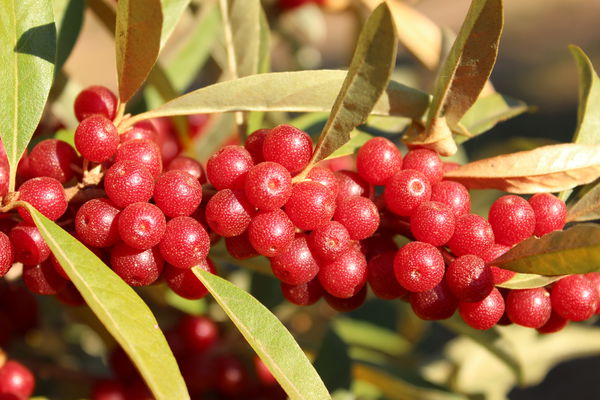 Pointilla Amoroso Lubera