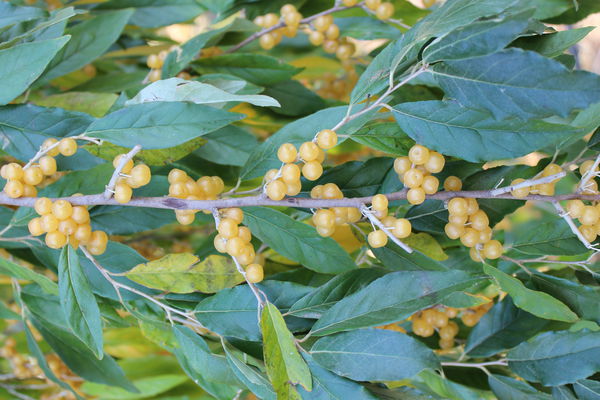 Pointilla Fortunella Lubera