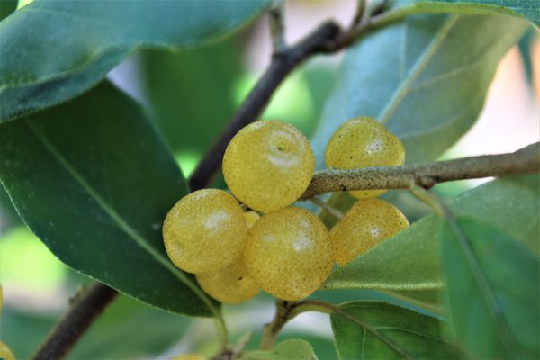 Pointilla Fortunella Lubera
