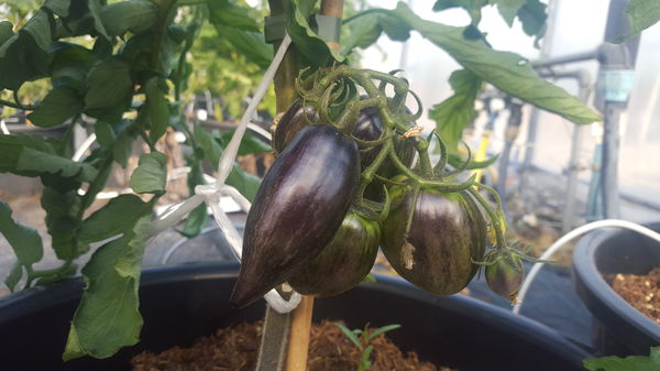 Tomaten kreuzen Lubera