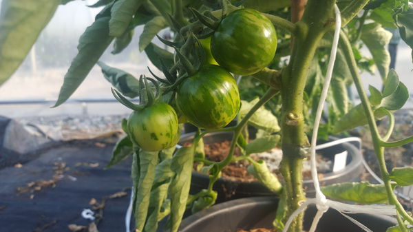 Tomaten kreuzen Lubera