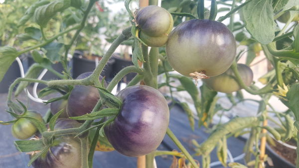 Tomaten kreuzen Lubera