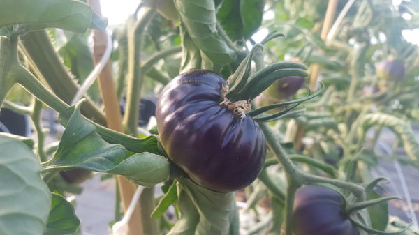 Tomaten kreuzen