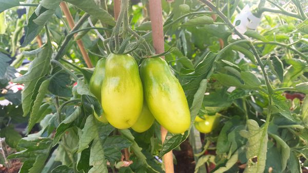 Tomaten kreuzen Lubera