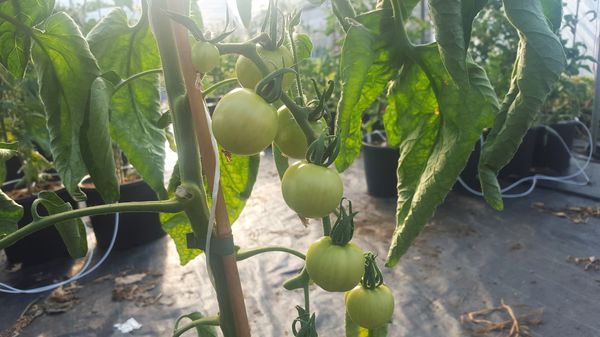Tomaten kreuzen Lubera