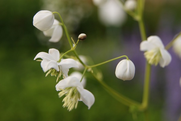 Thalium delavayi Splendid White