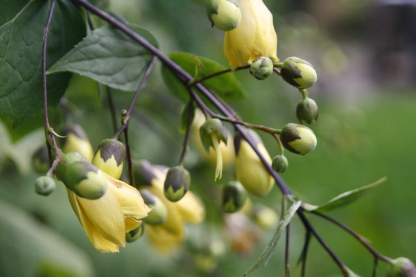 kirengeshoma palmata Wachsglocke Lubera
