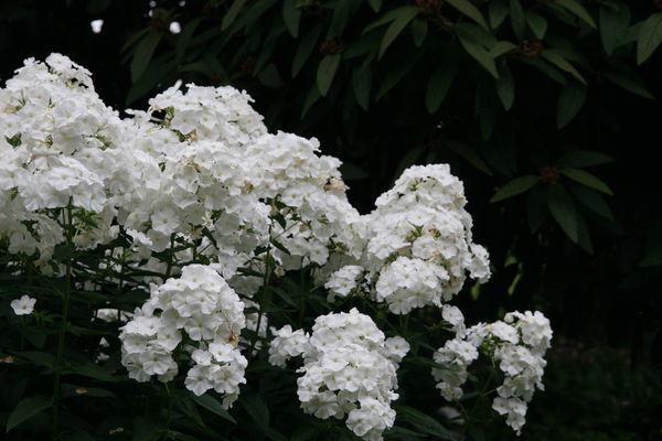 Phlox paniculata David hohe Flammenblume Lubera