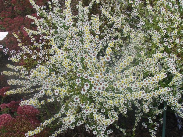 Aster ericoides Alaska