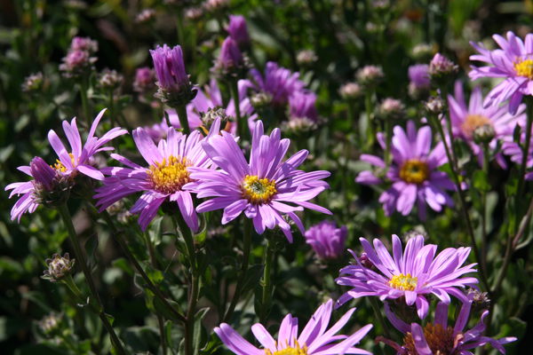 Aster amellus Rosa Erfüllung Lubera