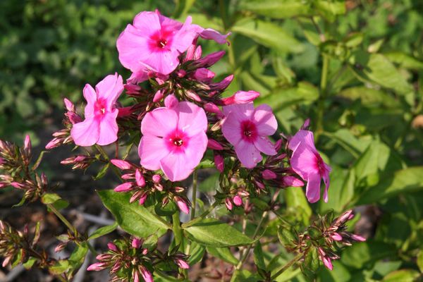 Phlox paniculata Dorffreude Lubera