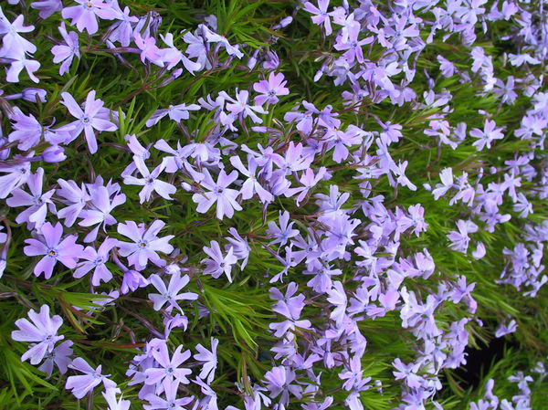Phlox subulata Emerald Cushion Blue Lubera