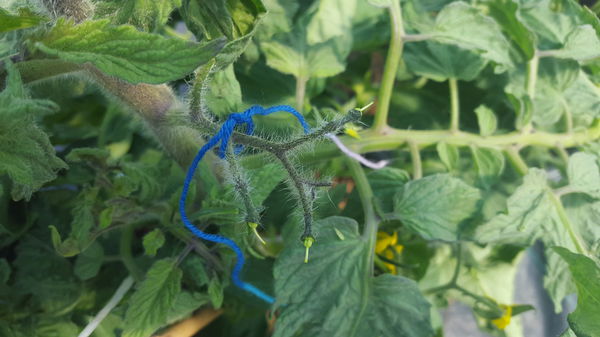 Tomaten kreuzen Lubera emaskulierte Blüte