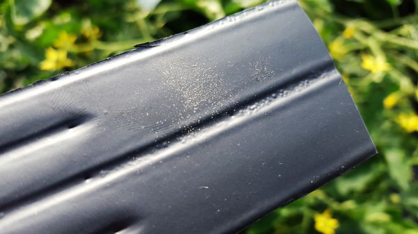 Tomaten kreuzen Lubera Pollen auf Plastik