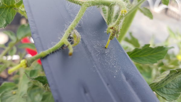 Tomaten kreuzen Lubera Bestäuben