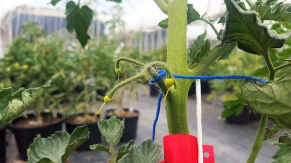 Tomaten kreuzen bei Lubera verdickter Fruchtknoten