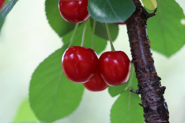Strauchkirsche Valentine Lubera