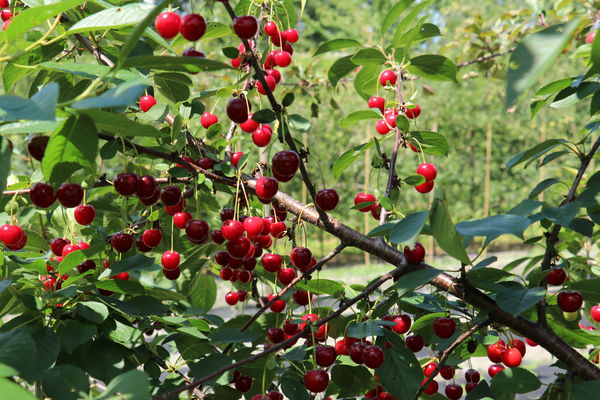 Strauchkrische Crimson Passion