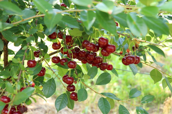 Strauchkrische Juliet Lubera
