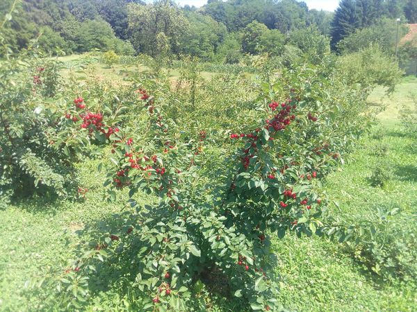Strauchkirsche Crimson Passion