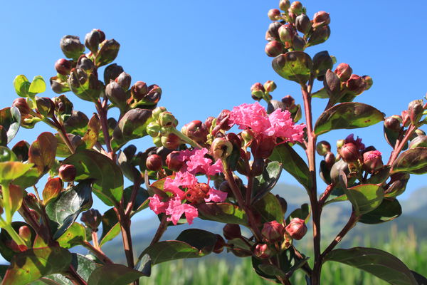 Lagerstroemia Fuchsia d ete Lubera