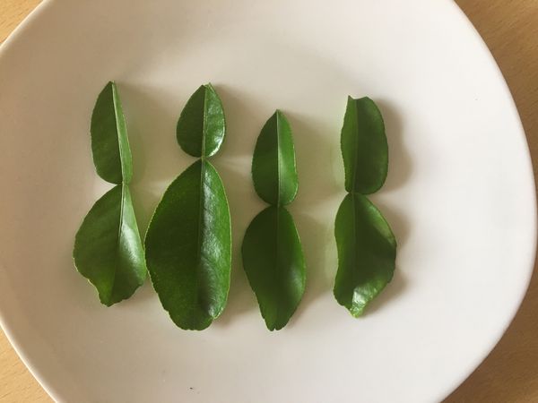 Blätter Kaffirlimette Lubera