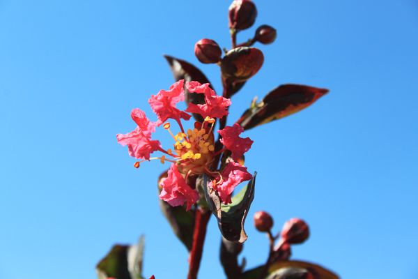 Lagerstroemia Petite Red Lubera