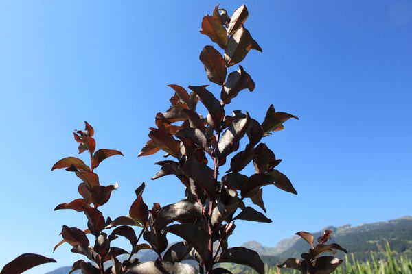 Lagerstroemia Petite Snow Lubera