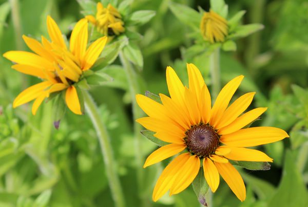 Rudbeckia fulgida verietät deamii Lubera