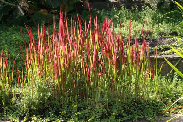 Imperata cylindrica Red Baron Lubera