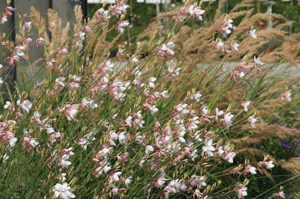 Gaura lindeheimerii Wirrling Butterfly Lubera