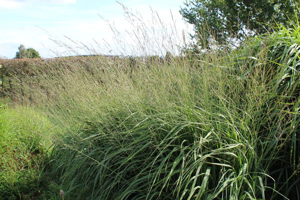 Molinia arundinacea Fontäne